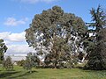 Eucalyptus chapmaniana í Kew Gardens, London