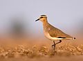Image 23The critically endangered sociable lapwing (from Wildlife of Jordan)