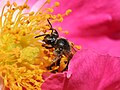 Bee Pollenating a Rose