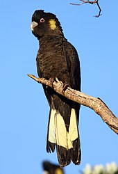 A large black cockatoo perching on a branch