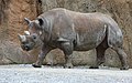 Male rhinoceros
