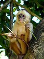Image 15 White-fronted Capuchin Photo credit: Whaldener Endo The White-fronted Capuchin (Cebus albifrons) is a New World primate, endemic to six countries in South America: Bolivia, Brazil, Colombia, Venezuela, Ecuador and Peru. Like other capuchin monkeys, it is also an omnivorous animal, feeding primarily on fruits, although it can also eat invertebrates and other plant parts. It is a polygamous animal and lives in fairly large groups (15 to 35 individuals), giving birth to a single young at biennial intervals. More selected pictures