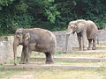 Die inzwischen verstorbenen und bislang letzten Elefantinnen im Tiergarten Kiri (links) und Yvonne (rechts), 2006