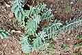 რძიანა მვირსინფოთოლა Euphorbia myrsinites Walzenwolfsmilch