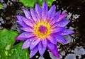 Blue water lily of Bangladesh