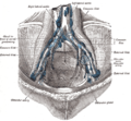 The parietal lymph glands of the pelvis.