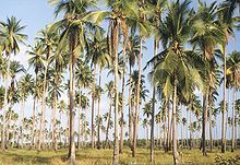 Palmeskog på Palawan.