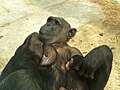 Chimpanzé (Pan troglodytes)