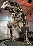 Giganotozauro skeletas