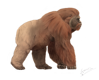 Gigantopithecus blackii