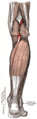 종아리뒤칸 얕은층의 근육들