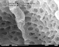 Innenansicht des gefensterten Endothels (Fenestrae) im Glomerulus der Mäuseniere im REM Bildbreite ca. 1,1 µm