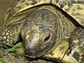 22-year-old leopard tortoise