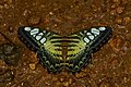 30. A fehérsávos lepkék (Limenitidinae) alcsaládjába tartozó Parthenos sylvia (Kadavúr, India) (javítás)/(csere)