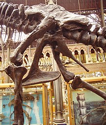 Pube di Tyrannosaurus, mostrante la struttura saurischia