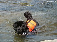 Anjing unit penyelamatan sungai Newfoundland yang beraksi