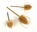 Dried teasel flower heads, used to raise the nap on cloth