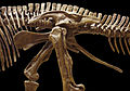 エドモントサウルスの骨盤 （左側面図）