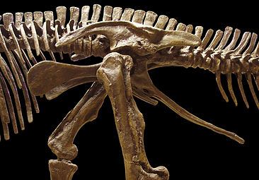 Pube di Edmontosaurus, mostrante la struttura ornitischia