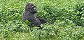 Image 13Gorilla at Mefou primate sanctuary (from Tourism in Cameroon)