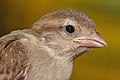 118 Passer domesticus (House sparrow)