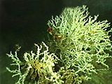 Κοράλι Lophelia pertusa