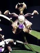 Vanda tessellata, one of the orchids found in Odisha[89]