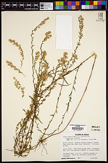 Image of a dried herbarium specimen attached to a large white card with the following labels: A barcode that reads "Botanical Research Institute of Texas BRIT560693". A date stamp that reads "Imaged 12 Jun 2020". A typed description that reads "Plants of Texas Aster lateriflorus (L.) Britton var. flagellaris Shinners det. by L.H. Shinners, 15-XI-1960 Harris County: Houston (Spring Branch), corner Long Point and Cedar Lane (=Blalock). Altitude: 80 feet. Waste field. Gray brown clayey sand. Baccharis hal.-Ilex vom.-grasses complex, w. Cornus drumm. Perennial herb, 0.5–1.3 m. Spindly upright to reclining. White ray corollas, yellow disk corollas. Collected by Alfred Traverse, No. 1844 1-XI-1960".