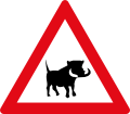 Warthogs ahead