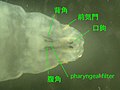 シリアカニクバエ終齢幼虫の咽頭骨格腹面。左右の腹角の間に膜状に pharyngeal filter が広がってそれが食道につながる