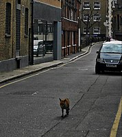 An urban red fox in central London