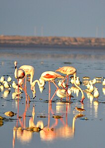 Greater flamingo, Jamnagar