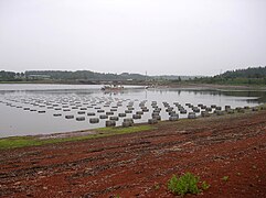 Oysters farmed in baskets on Prince Edward Island, Canada