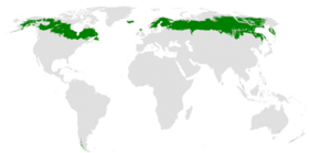 Distribución geográfica de la taiga