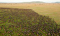 Image 45Wildebeest migration in the Serengeti (from Tanzania)