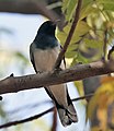 Black-headed cuckoo-shrike