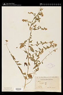 Herbarium specimen collected by T. Nuttall, 1831, in New Jersey. Identified as Symphyotrichum lateriflorum var. horizontale. Hand labeled Aster divergens and Aster lateriforus (L.) Britten. New York Botanical Garden Steere Herbarium.