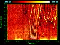 Image 28Spectrogram of dolphin vocalizations. Whistles, whines, and clicks are visible as upside down V's, horizontal striations, and vertical lines, respectively. (from Toothed whale)
