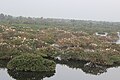 Full View of Vedanthangal bird sanctuary from Watch Tower