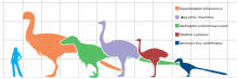 Taille d’Aepyornis maximus (au centre, en violet) comparée à un humain, une autruche (deuxième à partir de la droite en marron, et certains dinosaures théropodes non-aviens). L'espacement de la grille est de 1,0 m.