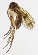 Mycetophila curviseta.