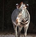 Zebra at Red Rocks
