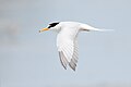 Little tern in flight showing the forked tail