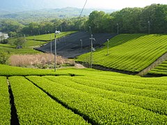 Japonska plantaža čaja