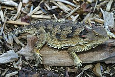 Blainville's horned lizard (P. blainvillii)