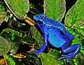 Image 38The blue poison dart frog is endemic to Suriname. (from Suriname)