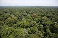 Image 49Ituri Rainforest (from Democratic Republic of the Congo)