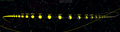 Trajectoire de 3200 Phaéton dans le ciel en décembre 2017.