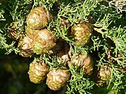 Conos y hojas escuamiformes del ciprés común.