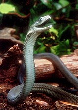 The black mamba of Africa is one of the most venomous snakes, as well as the fastest-moving snake in the world.